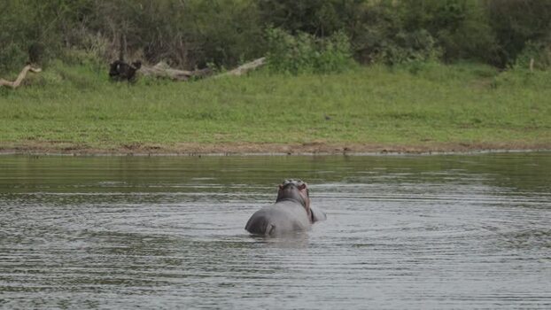 View of a hippopotamus in a river in South Africa.