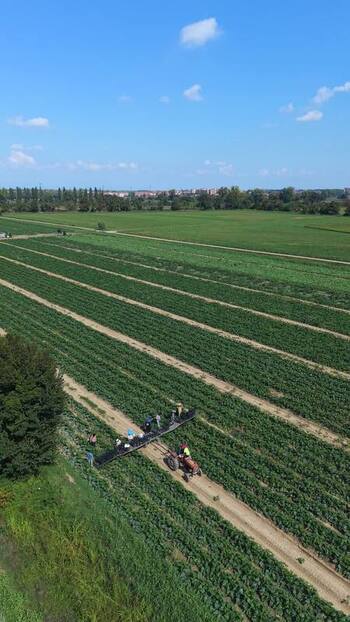 Aerial view of zucchini harvesting in San Giuliano Milanese Italy.