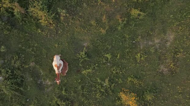 Aerial view of a cow grazing in a green pasture Albania. Aerial view of a cow grazing in a green pasture Albania.