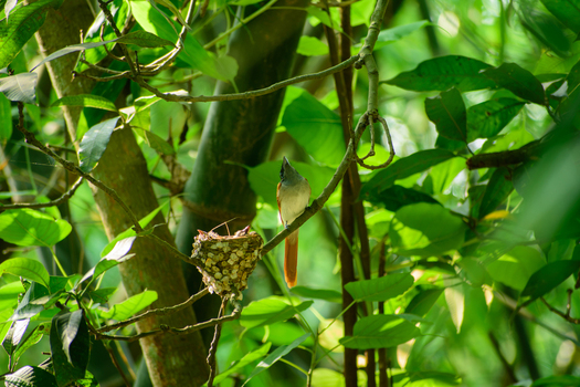 View of an Asian paradise flycatcher perched on a branch near its nest in a lush green forest in Bogura Rajshahi Division Bangladesh. View of an Asian paradise flycatcher perched on a branch near its nest in a lush green forest in Bogura Rajshahi Division Bangladesh.