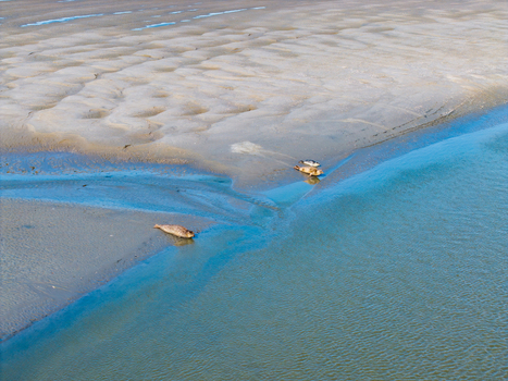 Aerial view of seals resting on the sandbanks of the Baie de Somme with tidal water channels and rippled sand patterns in Saint Valery sur Somme Hauts de France France. Aerial view of seals resting on the sandbanks of the Baie de Somme with tidal water channels and rippled sand patterns in Saint Valery sur Somme Hauts de France France.