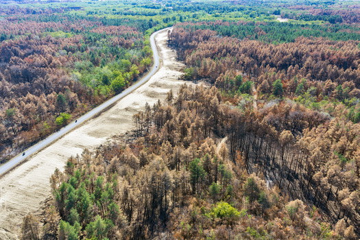 Aerial view of the aftermath of a wildfire in Deliblato Sands showing scorched trees and burnt forest landscape alongside a road in Dubovac Vojvodina Serbia.