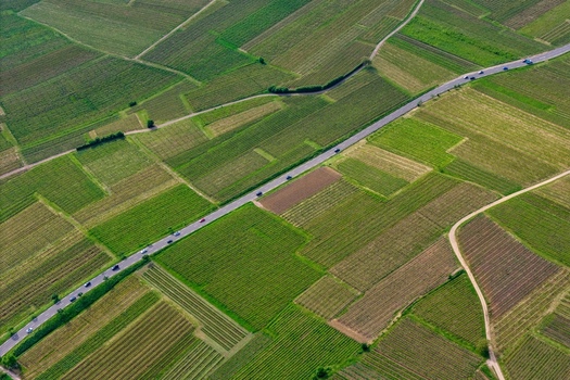 Aerial view of geometric patterns of lush green vineyards and a straight road with cars in Ribeauville Grand Est France. Aerial view of geometric patterns of lush green vineyards and a straight road with cars in Ribeauville Grand Est France.