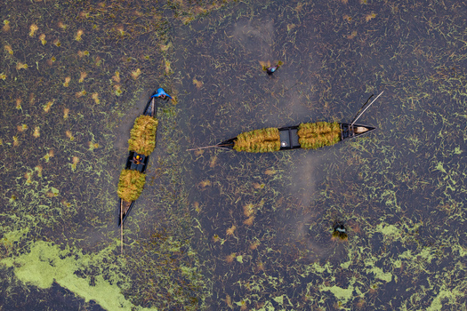 Itna Bangladesh 04 May 2026 Aerial view of fishermen in wooden boats transporting harvested crops through a flooded wetland with aquatic plants. Itna Bangladesh 04 May 2026 Aerial view of fishermen in wooden boats transporting harvested crops through a flooded wetland with aquatic plants.