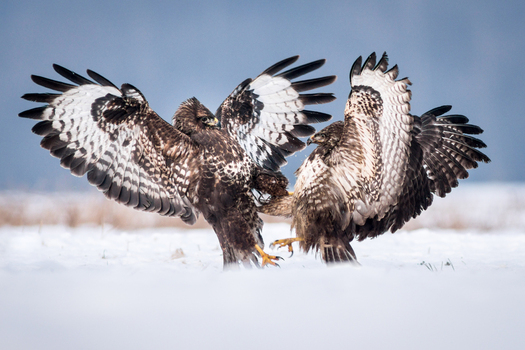 View of two common buzzards fighting in a snowy field in Debrzno Pomeranian Voivodeship Poland.