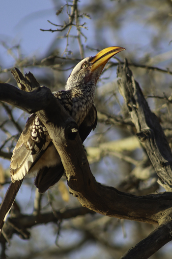 View of a southern yellow billed hornbill perched on a dry tree branch at Tumbeta Private Game Reserve Thabazimbi Limpopo South Africa. View of a southern yellow billed hornbill perched on a dry tree branch at Tumbeta Private Game Reserve Thabazimbi Limpopo South Africa.