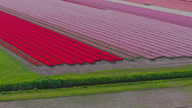 Aerial view of colorful tulip fields Netherlands.