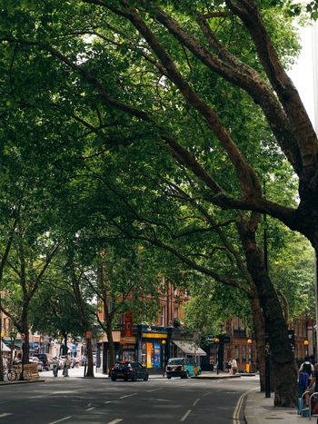 London United Kingdom 21 June 2025 View of leafy trees arching over a street where cars and a vibrant blue taxi move past red brick buildings creating a scene of urban tranquility. London United Kingdom 21 June 2025 View of leafy trees arching over a street where cars and a vibrant blue taxi move past red brick buildings creating a scene of urban tranquility.