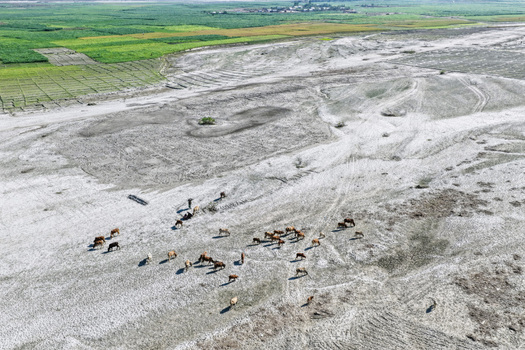 Aerial view of a herd of cattle grazing on a dry sandy riverbed with green agricultural fields in the background in Joypurhat Rajshahi Division Bangladesh. Aerial view of a herd of cattle grazing on a dry sandy riverbed with green agricultural fields in the background in Joypurhat Rajshahi Division Bangladesh.