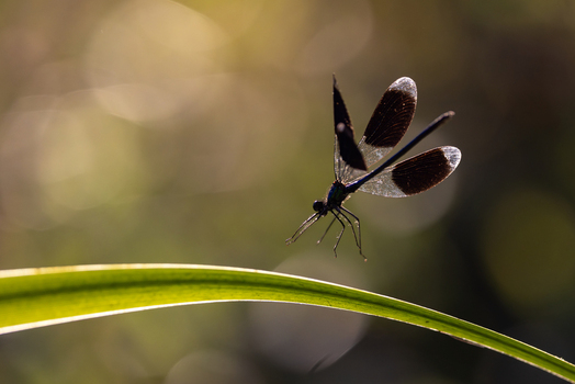 View of a damselfly with dark wings hovering above a green blade of grass against a soft bokeh background in warm golden light Wittenheim Grand Est France. View of a damselfly with dark wings hovering above a green blade of grass against a soft bokeh background in warm golden light Wittenheim Grand Est France.