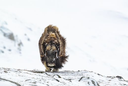View of a muskox standing in the snow in Dovrefjell National Park Norway. View of a muskox standing in the snow in Dovrefjell National Park Norway.