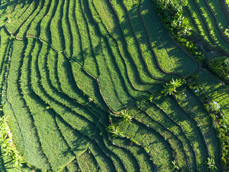 Aerial view of lush green rice terraces with intricate patterns and shadows cast by the morning sun in Wadaslintang Central Java Indonesia. Aerial view of lush green rice terraces with intricate patterns and shadows cast by the morning sun in Wadaslintang Central Java Indonesia.