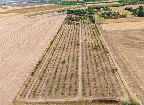 Aerial view of farmland and farmhouse near Szazhalombatta Pest County Hungary with crop fields tree rows and rural agricultural landscape in summer. Aerial view of farmland and farmhouse near Szazhalombatta Pest County Hungary with crop fields tree rows and rural agricultural landscape in summer.