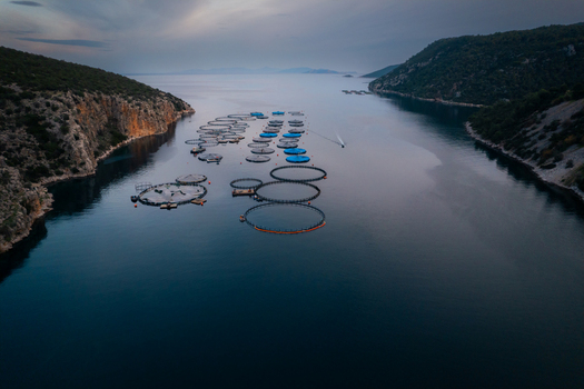 Aerial view of a fish farm with circular floating cages in a calm bay surrounded by rocky cliffs in Epidavros Greece.