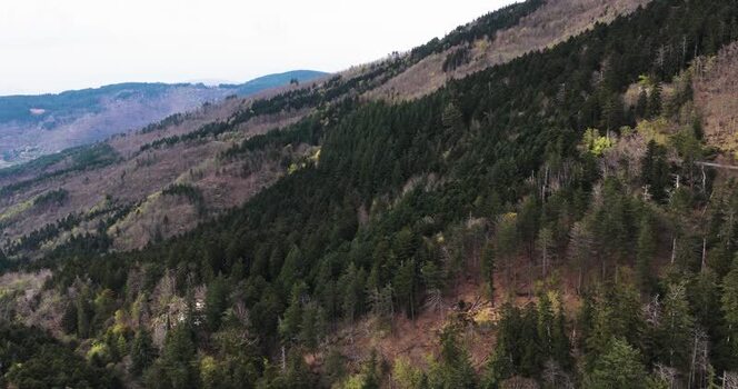 Aerial view of the dense forest on the mountain slopes of Vallombrosa Italy. Aerial view of the dense forest on the mountain slopes of Vallombrosa Italy.