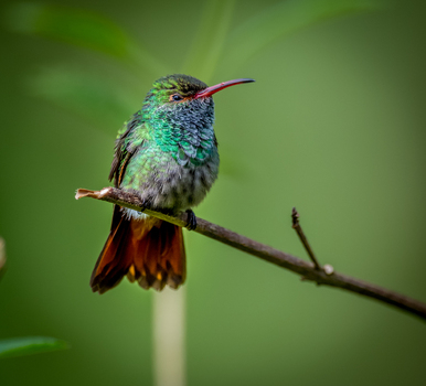 View of a small hummingbird with iridescent green feathers and a reddish tail perched on a thin branch against a soft green background in Canada. View of a small hummingbird with iridescent green feathers and a reddish tail perched on a thin branch against a soft green background in Canada.