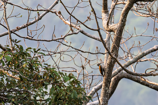 View of a woodpecker perched on a tree trunk among bare branches and green foliage in Dehong Dai and Jingpo Autonomous Prefecture Yunnan China. View of a woodpecker perched on a tree trunk among bare branches and green foliage in Dehong Dai and Jingpo Autonomous Prefecture Yunnan China.