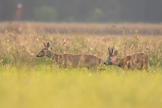 View of two roe deer a doe and a buck with antlers walking through a lush green meadow during the golden hour in Debrzno Pomeranian Voivodeship Poland. View of two roe deer a doe and a buck with antlers walking through a lush green meadow during the golden hour in Debrzno Pomeranian Voivodeship Poland.