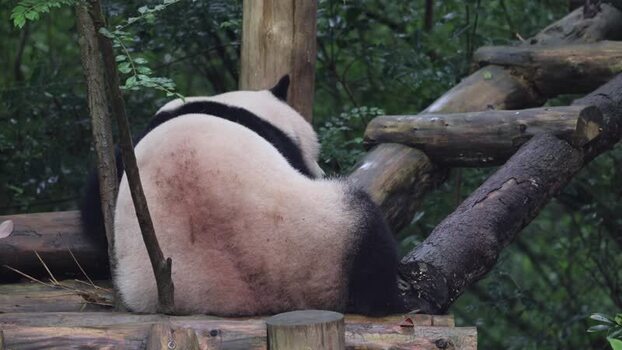 View of a giant panda resting on a wooden platform China. View of a giant panda resting on a wooden platform China.