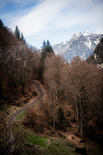 View of a winding road cuts through a forest of bare trees leading the eye towards the snow capped mountains under a blue sky Lauterbrunnen Switzerland. View of a winding road cuts through a forest of bare trees leading the eye towards the snow capped mountains under a blue sky Lauterbrunnen Switzerland.