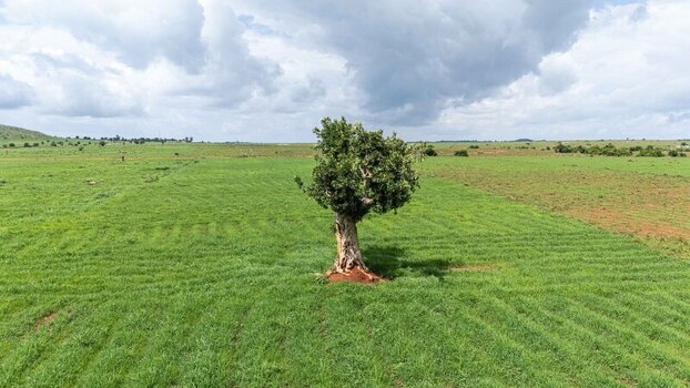 Aerial view of a lone tree standing tall in a vast field of vibrant green under a sky brushed with soft billowing clouds Riyom Plateau Nigeria. Aerial view of a lone tree standing tall in a vast field of vibrant green under a sky brushed with soft billowing clouds Riyom Plateau Nigeria.