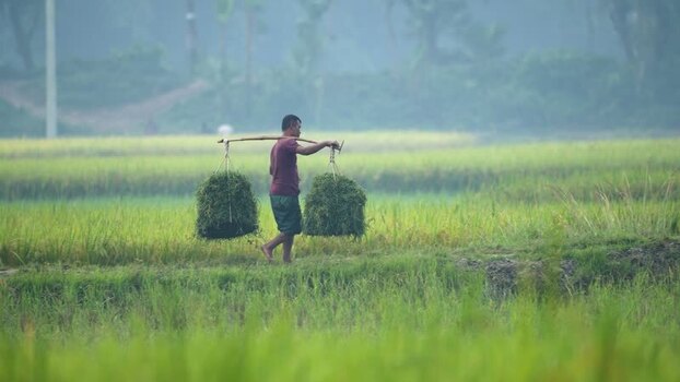 View of a farmer carrying crops across a green field Bangladesh. View of a farmer carrying crops across a green field Bangladesh.