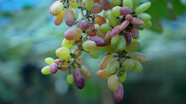 View of fresh grapes ripening on a vine in Bangladesh. View of fresh grapes ripening on a vine in Bangladesh.