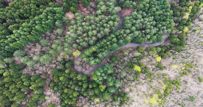 Aerial view of a winding road through the dense forest in Italy. Aerial view of a winding road through the dense forest in Italy.
