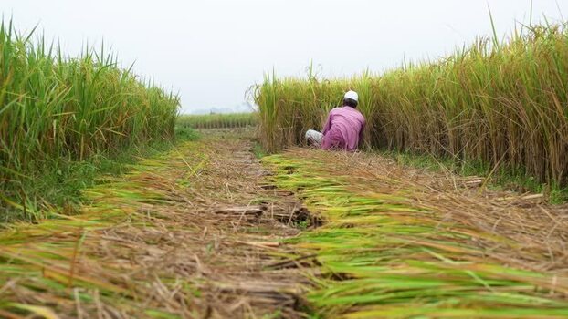 View of a farmer harvesting rice in a field in Bogura Bangladesh. View of a farmer harvesting rice in a field in Bogura Bangladesh.