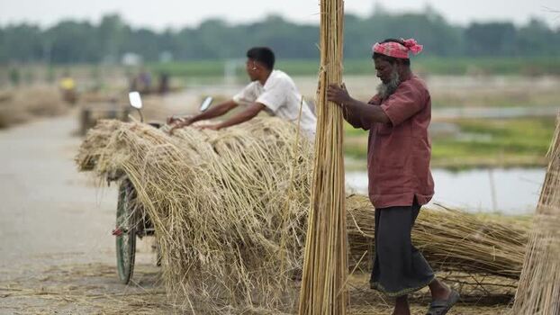 View of workers processing jute fibers in Jamalpur Bangladesh.