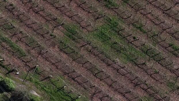 Aerial view of kiwi rows Portugal.