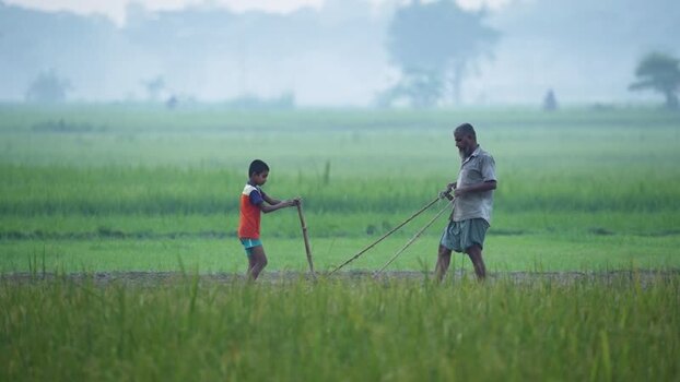 View of a man and boy working in a green field Bangladesh. View of a man and boy working in a green field Bangladesh.