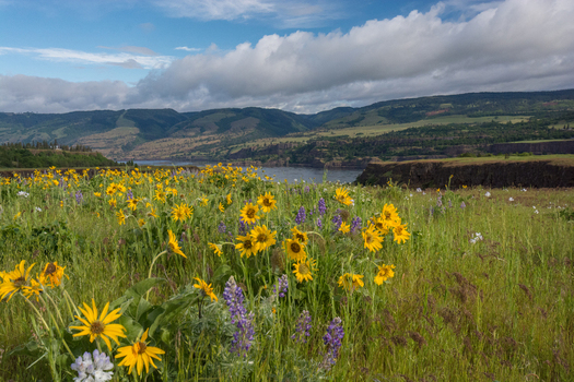View of a vibrant meadow filled with yellow balsamroot and purple lupine wildflowers overlooking the Columbia River Gorge in Hood River Oregon United States.
