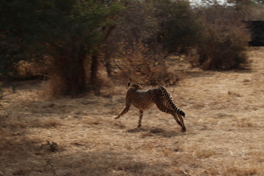 View of a cheetah running through the dry savanna grass at Tumbeta Private Game Reserve in Thabazimbi Limpopo South Africa.
