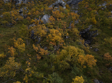 Aerial view of autumn trees with yellow and orange foliage growing on a steep rocky mountain slope in Leknes Nordland Norway. Aerial view of autumn trees with yellow and orange foliage growing on a steep rocky mountain slope in Leknes Nordland Norway.