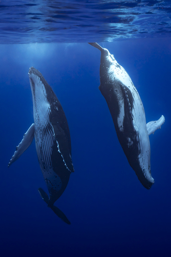 View of two humpback whales swimming vertically in the deep blue ocean in Moorea Maiao Windward Islands French Polynesia.