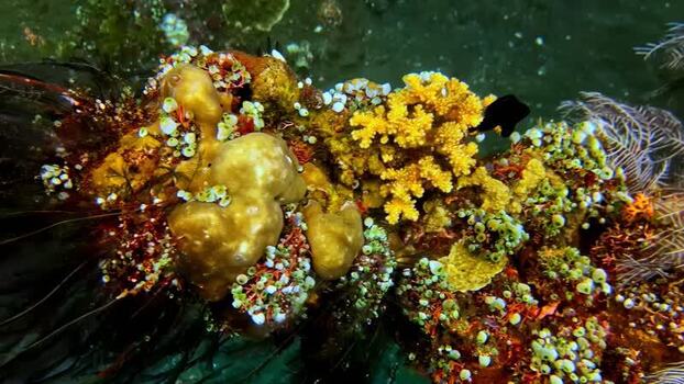 View of vibrant coral reef ecosystem in Bali Indonesia.