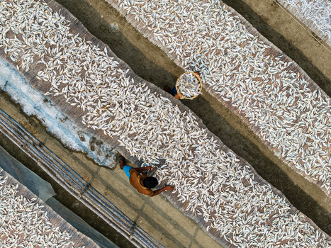 Cox s Bazar Bangladesh 11 March 2026 Aerial view of workers spreading small fish on bamboo mats for drying in a yard under the sun. Cox s Bazar Bangladesh 11 March 2026 Aerial view of workers spreading small fish on bamboo mats for drying in a yard under the sun.