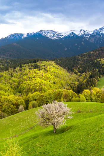 Aerial view of a blooming tree in a vibrant green meadow with a dense forest and snow capped Carpathian mountains in the background in Bran Brasov Romania.