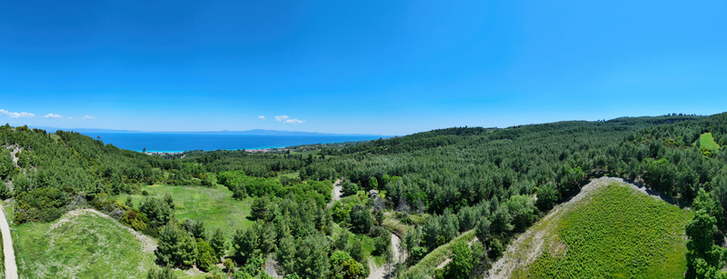 Aerial view of lush green pine forests covering rolling hills leading to the turquoise Aegean Sea under a clear blue sky Halkidiki Greece.