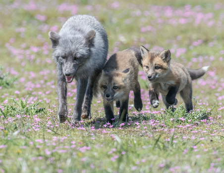 View of a mother cross fox running through a field of small pink flowers with her two playful kits in San Juan County Washington United States. View of a mother cross fox running through a field of small pink flowers with her two playful kits in San Juan County Washington United States.