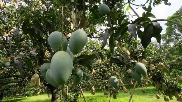 View of green mangoes hanging from trees in Bangladesh. View of green mangoes hanging from trees in Bangladesh.