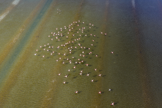 Aerial view of flamingos congregating in a shallow lagoon their pink plumage contrasting with the muted green and brown hues of the water San Pedro del Pinatar Region of Murcia Spain. Aerial view of flamingos congregating in a shallow lagoon their pink plumage contrasting with the muted green and brown hues of the water San Pedro del Pinatar Region of Murcia Spain.