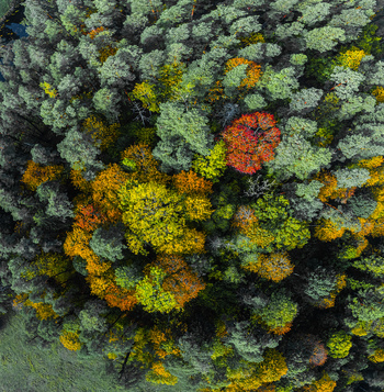 Aerial view of a vibrant autumn forest canopy with a mix of evergreen and deciduous trees displaying shades of red orange yellow and green in Cesis Cesis Municipality Latvia. Aerial view of a vibrant autumn forest canopy with a mix of evergreen and deciduous trees displaying shades of red orange yellow and green in Cesis Cesis Municipality Latvia.
