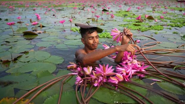 View of a man harvesting pink water lilies in a pond Bangladesh. View of a man harvesting pink water lilies in a pond Bangladesh.
