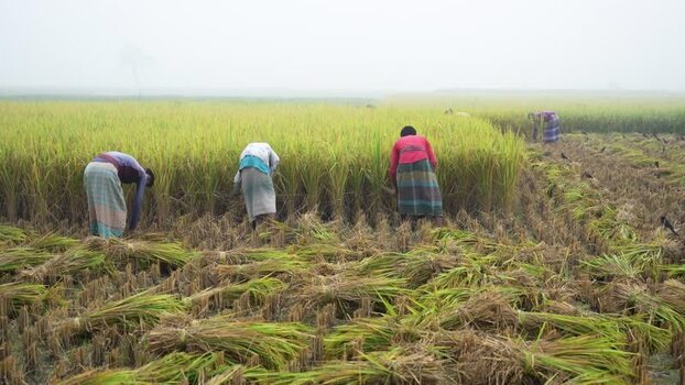 View of farmers harvesting rice in a field Bangladesh. View of farmers harvesting rice in a field Bangladesh.