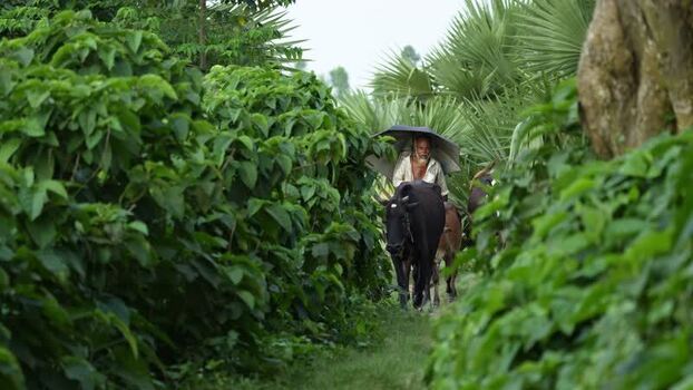 View of a man with cattle on a rural path in Bogura Bangladesh. View of a man with cattle on a rural path in Bogura Bangladesh.