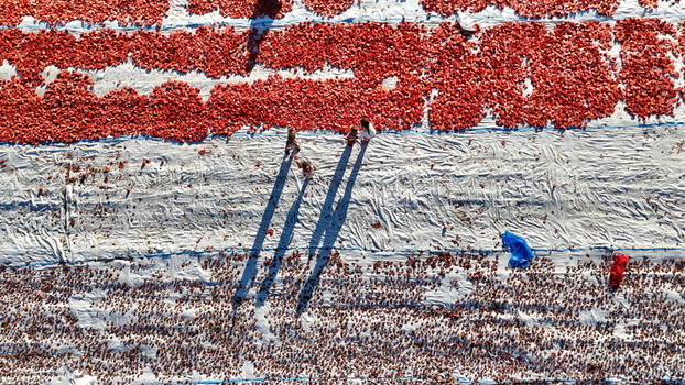 Aerial view of tomatoes drying on large white sheets in the sun with workers walking among the rows in Eregli Konya Turkey. Aerial view of tomatoes drying on large white sheets in the sun with workers walking among the rows in Eregli Konya Turkey.
