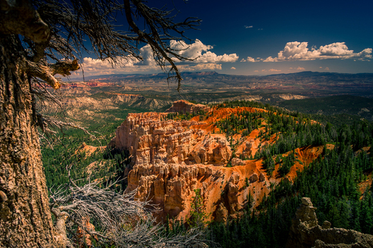 View of Bryce Canyon National Park featuring iconic orange hoodoos dense evergreen forests and rugged rocky terrain under a deep blue sky in Utah United States.