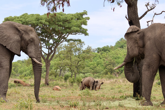 View of two African elephants facing each other at Welgevonden Game Reserve with rhinoceroses grazing in the background savanna in Waterberg District Municipality Limpopo South Africa.